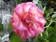 27.13.flower fair XIII