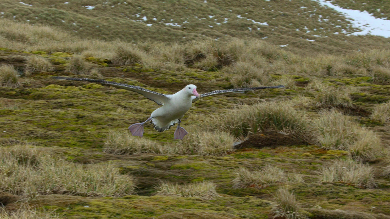 Download Our Planet (2019) Season 1 S01 (1080p NF WEB-DL x265 HEVC