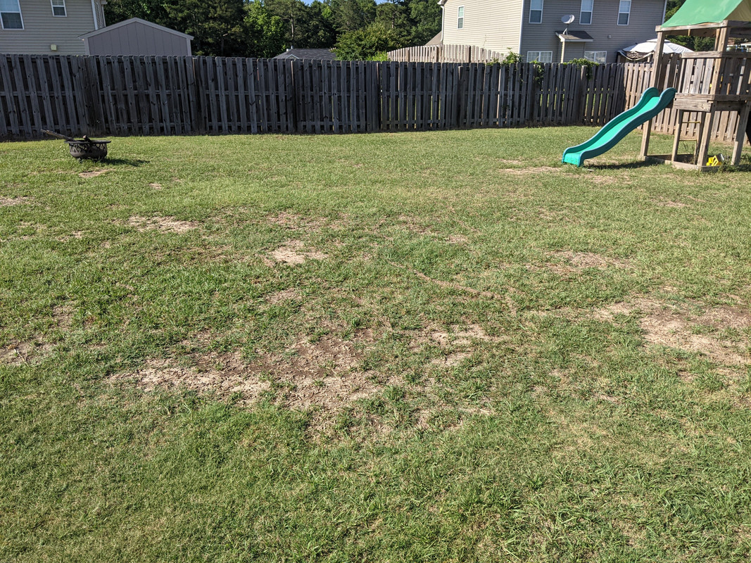 2021.05.30 back yard 3