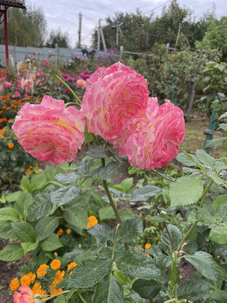 https://i.postimg.cc/TP1SB41C/IMG-6166.jpg