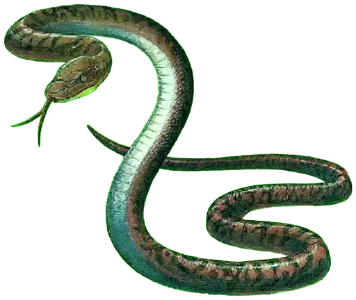 image/PNG