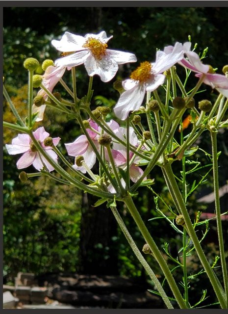 [Image: 202309-Japanese-Anemones.jpg]