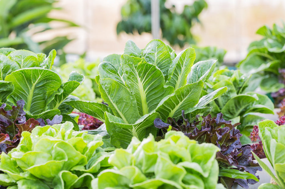 Best Month To Start A Vegetable Garden