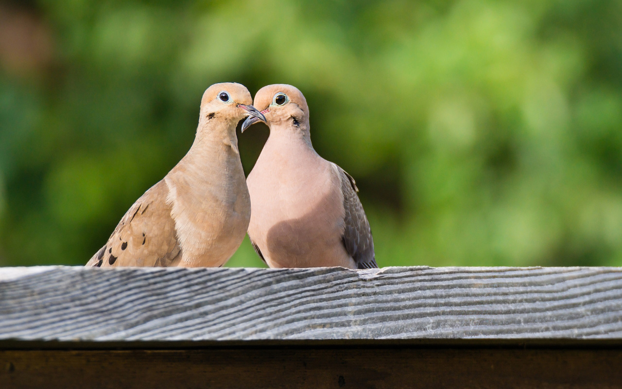 How Do Birds Mate Video?