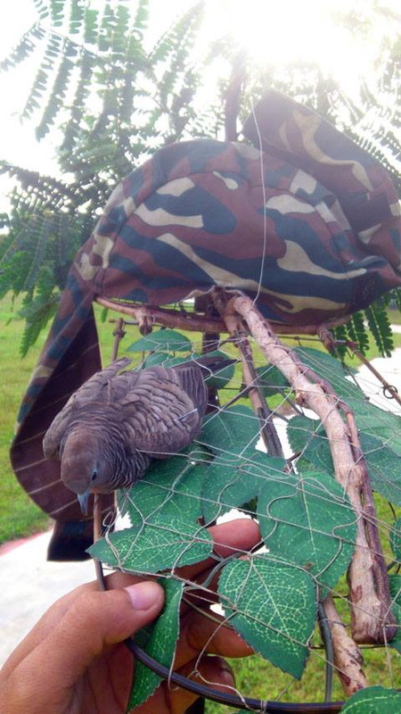 Padang Serai 060613 (1)