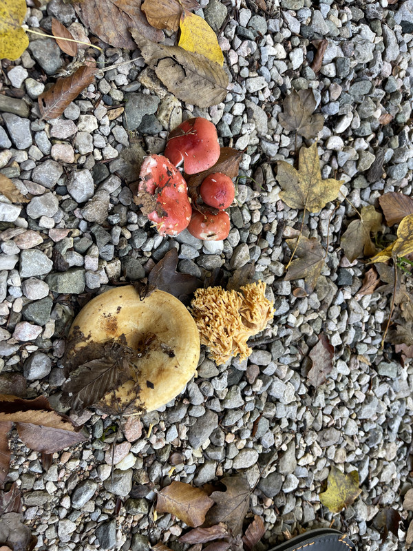 F9C04DFB-F8C9-45AB-8AC2-7942ED895FFC