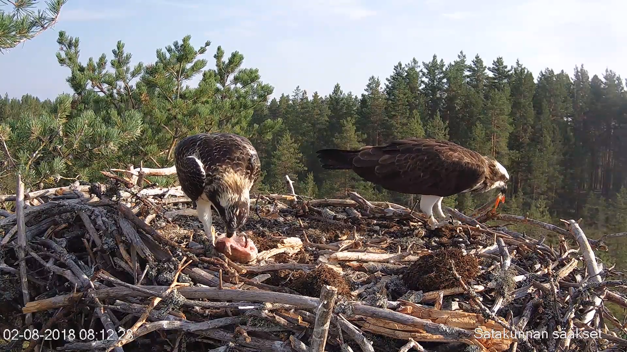 Satakunnan sääkset (Osprey Cam in Finland) - #sääksilive 3-7-2 s