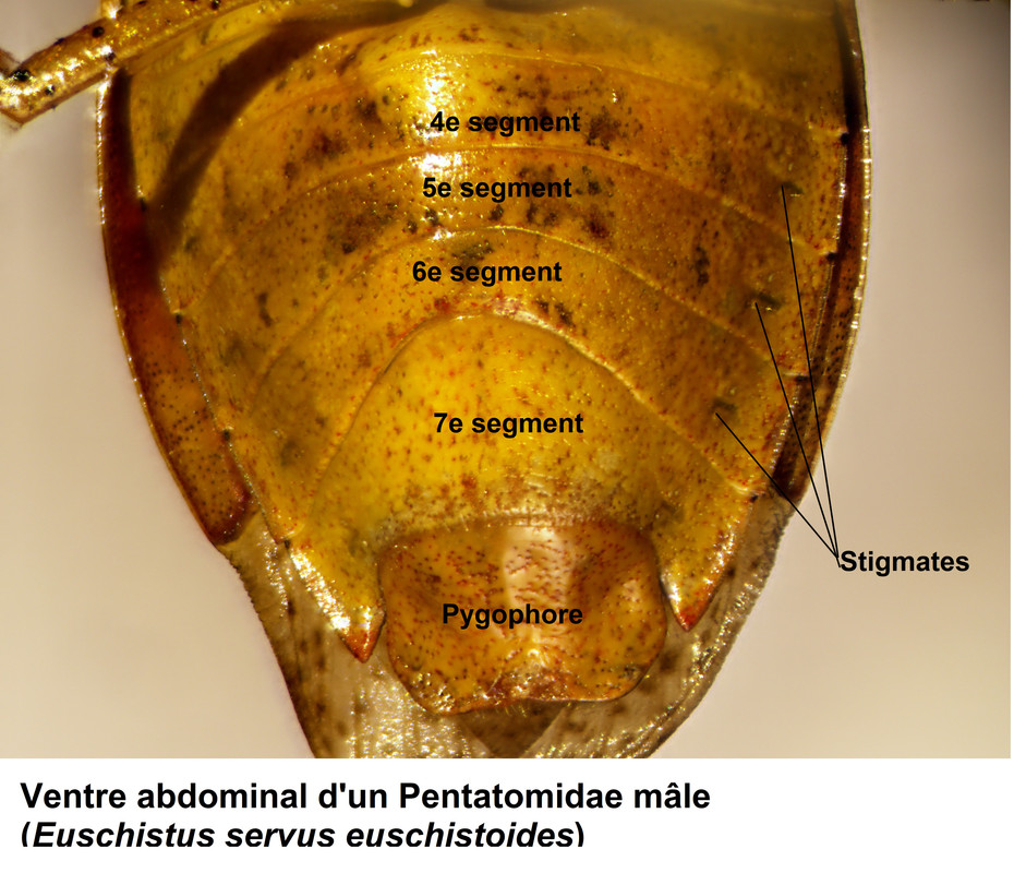 Abdomen-m-le-Pentatomidae-dessous