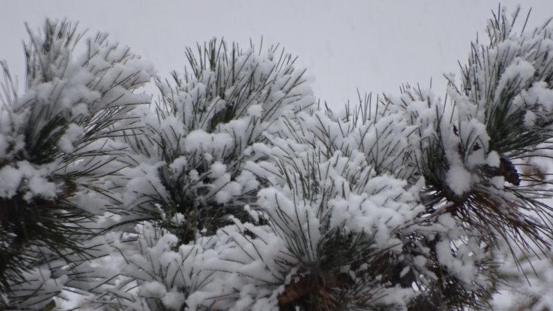 [Image: DSC04056.jpg]