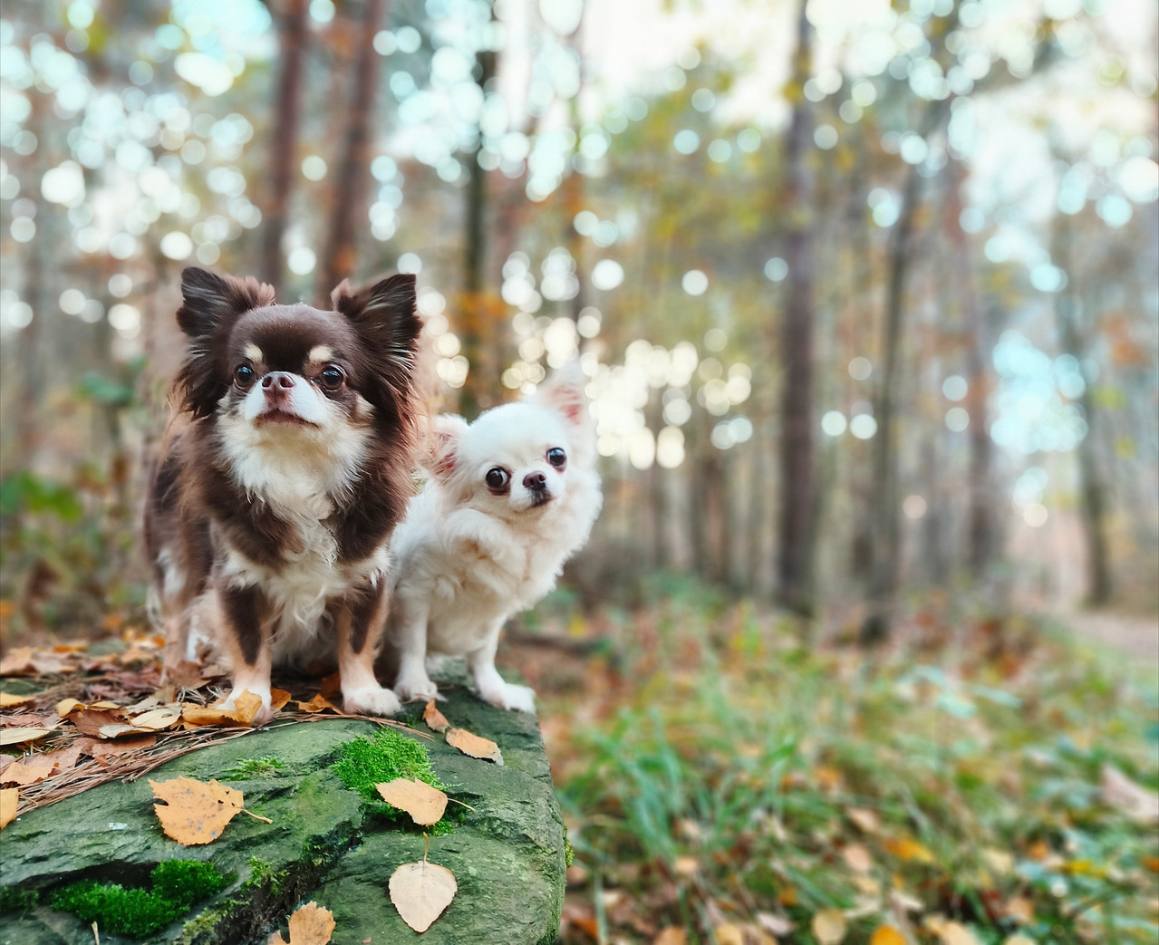 Lumii 20251108 164111341