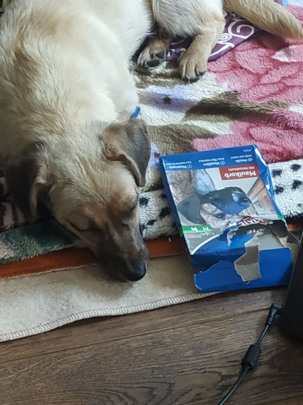 симка дома2