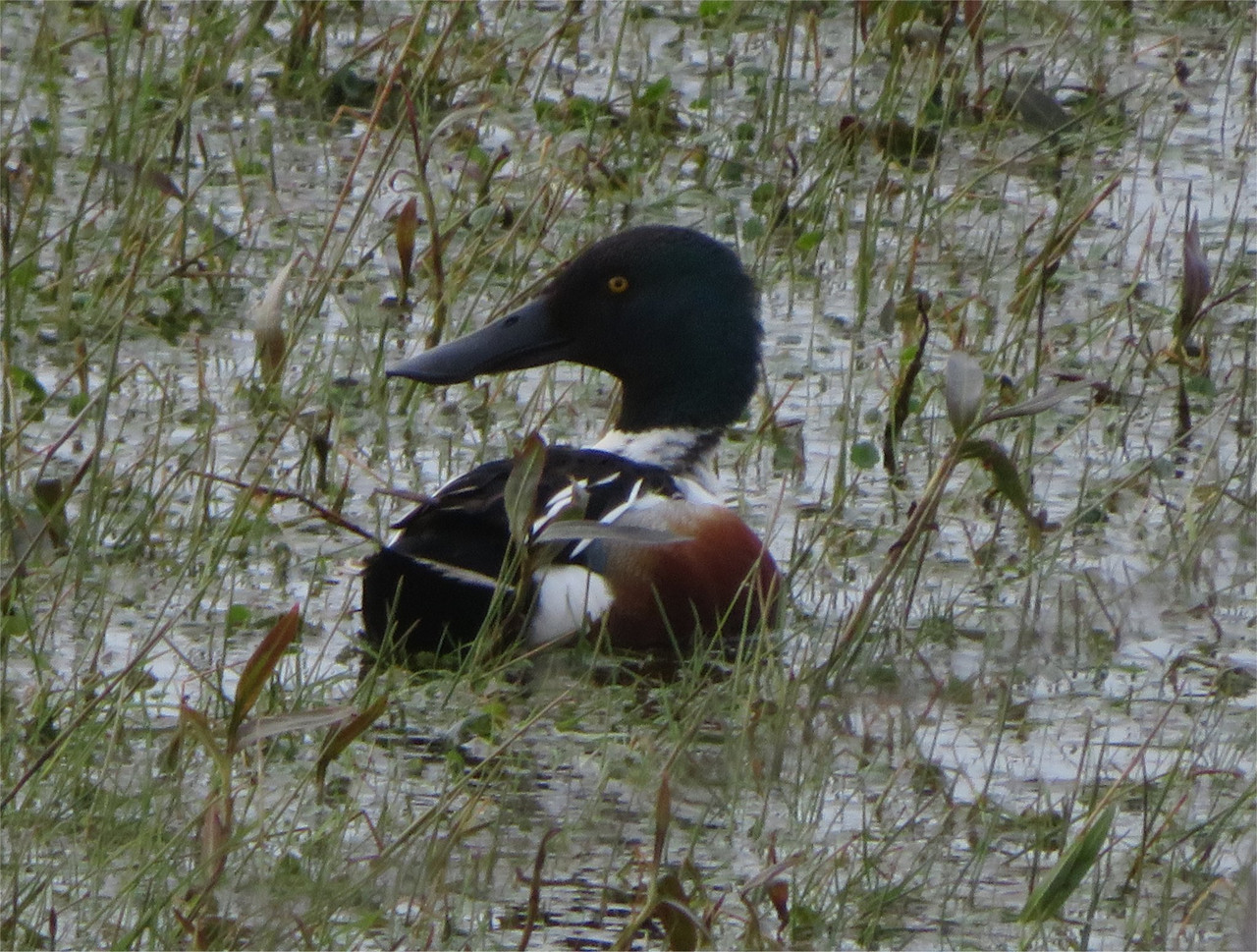 Shoveler