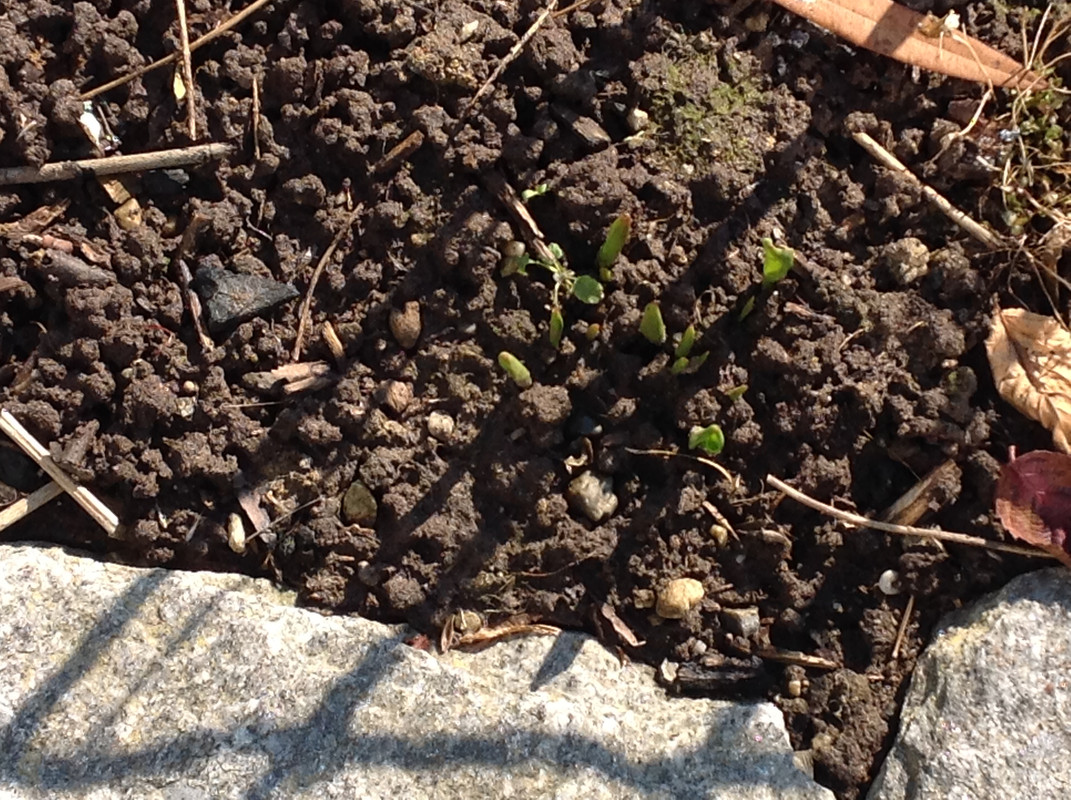 Garten Februar 12.02.2015 13 Uhr (9)