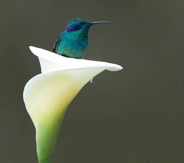 https://i.postimg.cc/TP5WBp2t/kolibri-kala-viragban.jpg