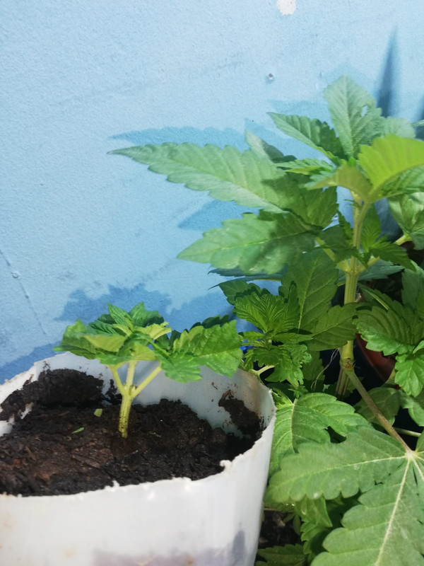 Esqueje de cachalote y de donde fue sacado.