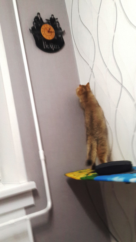 Джуля тоже любит битлз