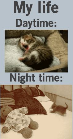 Cat Humor #8