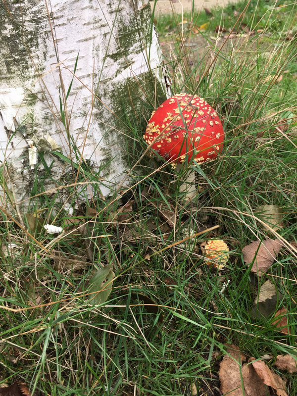 11C9A34C-6243-47ED-8190-20E5D33DDCA6