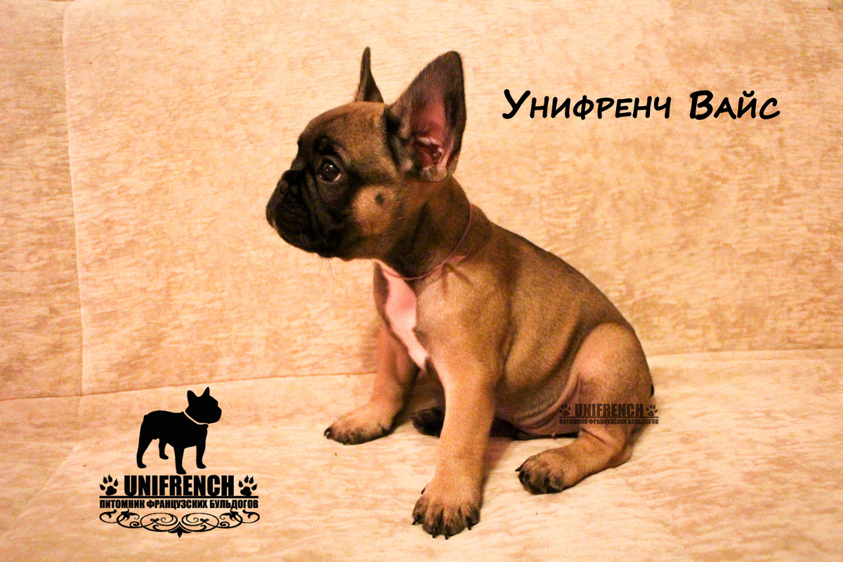 Унифренч Вайс