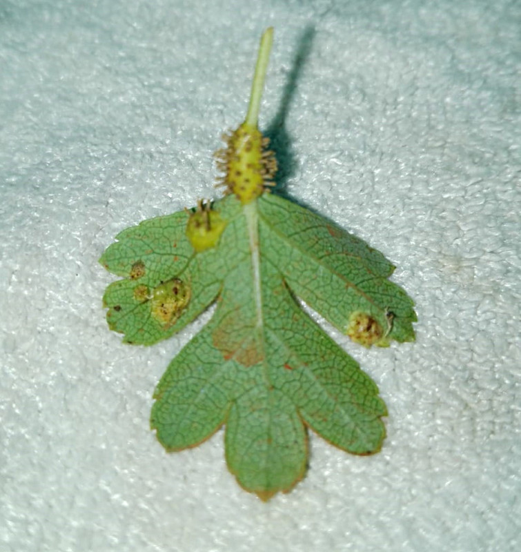 WhatsApp Image 2021-06-09 at 10.34.14 PM (1)