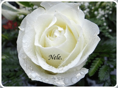 Nele-A