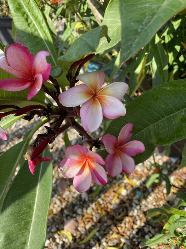 A2ED81DD-79D0-409A-B63A-6CAC520EC7ED_1_105_c