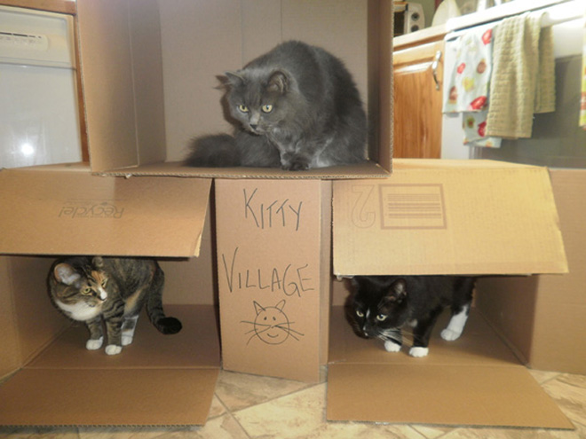cat-forts11.jpg