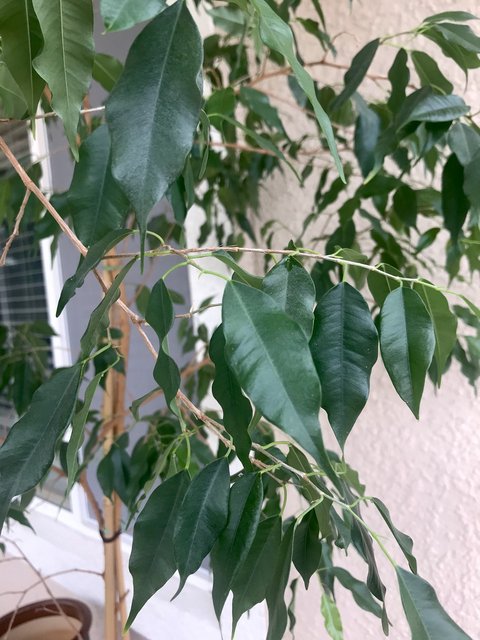 [Image: 2865-D7-A8-8251-42-D2-8-FCD-55-F9016-ED991.jpg]