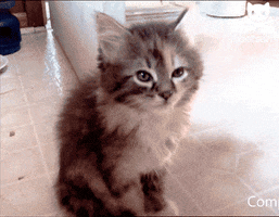 kitten-falling-asleep.gif