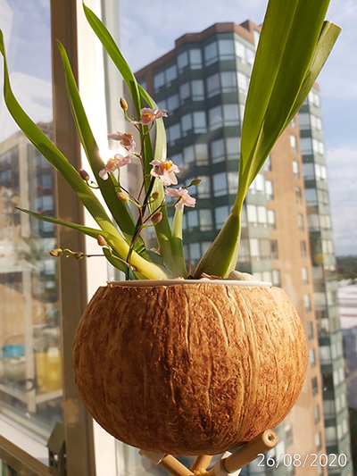 [Image: IMG-20200826-081932.jpg]