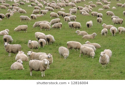 [Image: flock-sheep-green-meadow-curiously-260nw-12816004.jpg]
