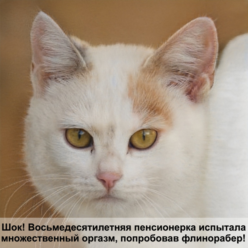 как одевать шлейку на кота