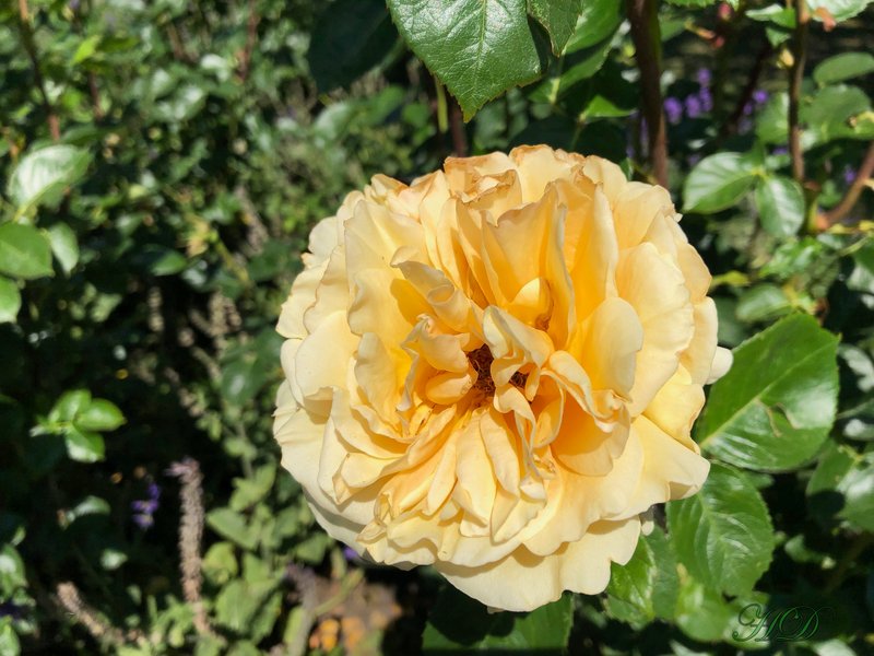 Yellow-rose-June25th-2020-HD.jpg