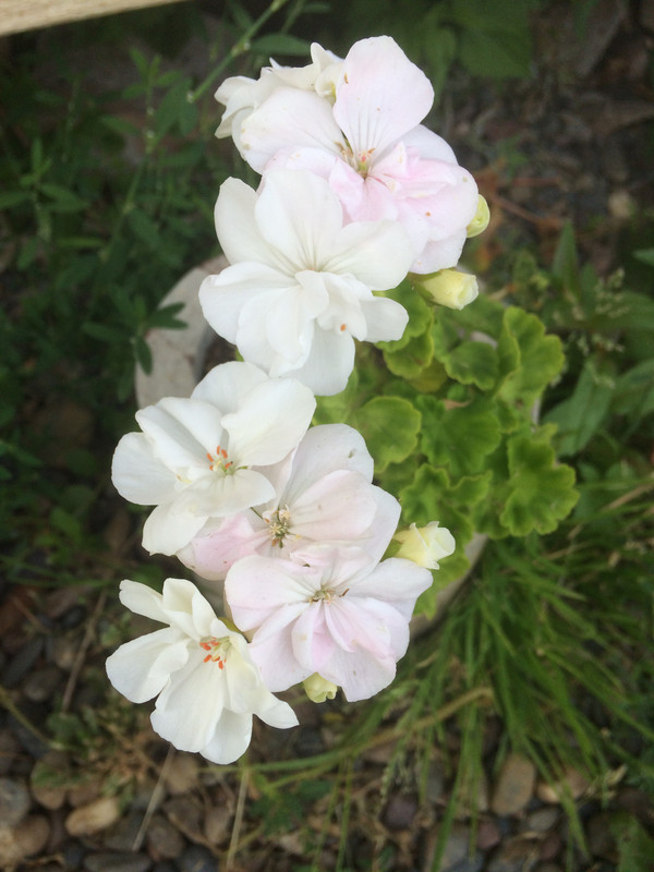 C3F293AC-D7B8-410A-B3CC-BE46FA302DB8