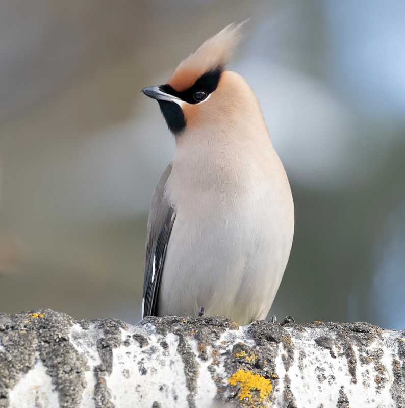 whitecreambohemianwaxwing.jpg