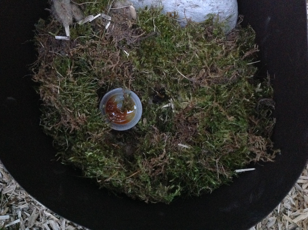 Kleine Erdhummel 3.04.16 (3)