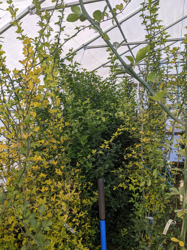 5 star Citrumelo evergreen