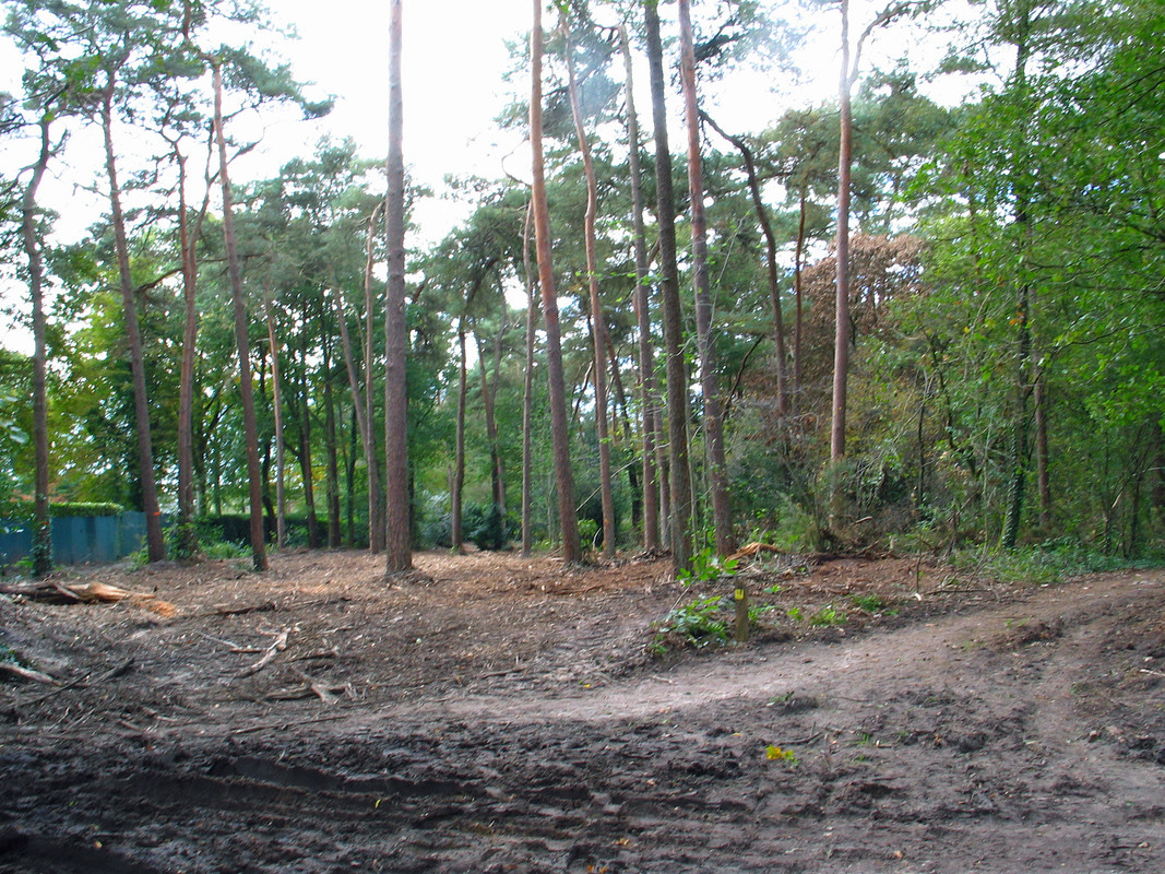 houtkap amerikaanse eik loon op zand  (3)