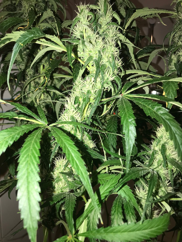 D3BF9C63-F2BF-4345-94CD-3DF1FE15D68E