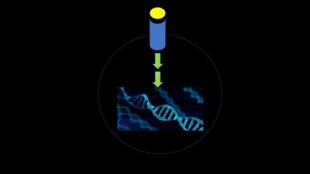 Cell Signaling; How Our Body Cells Coordinates