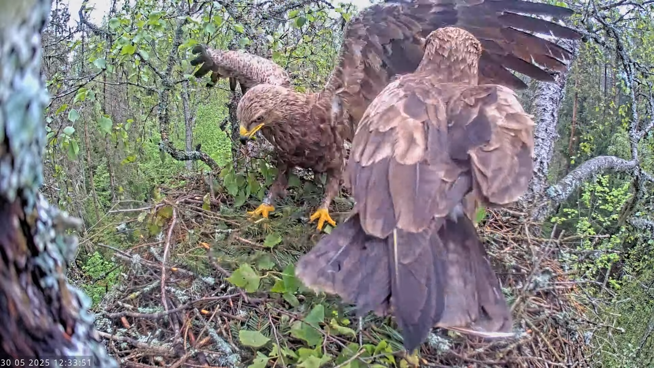 Väike-konnakotkas __ Clanga pomarina __ Lesser Spotted Eagle 18-49-36 screenshot (1)