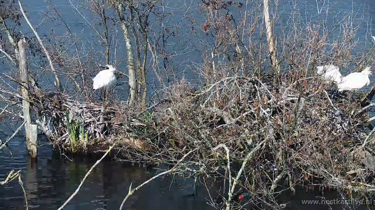 snapshot 2026 03 28T094221 797