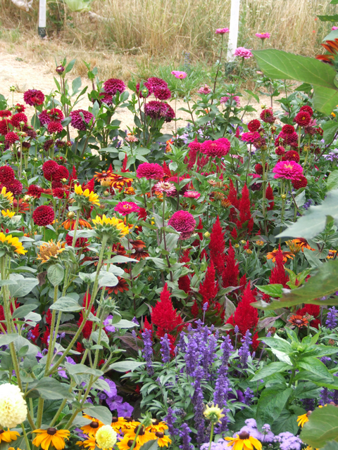 BUGA 23: Blumenbeet mit Dahlien, Sonnenhut und mehr