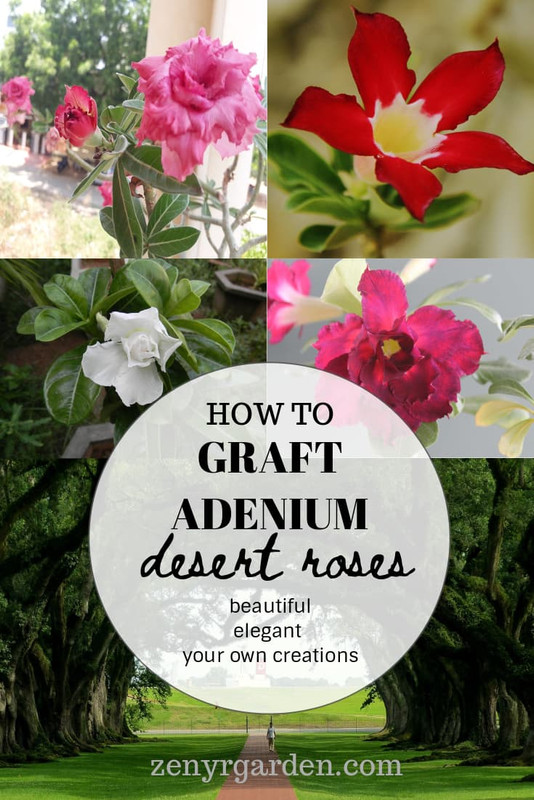 grafting-desert-rose-adenium.jpg