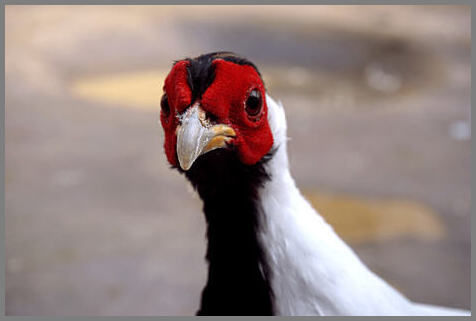 An den Beitrag angehängtes Bild: https://i.postimg.cc/TPJJFqMT/woensdg.jpg