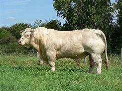Taureau_charolais