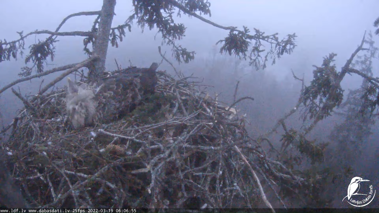 Jūras ērgļi (Haliaeetus albicilla) Durbē - LDF tiešraide __ White-tailed eagles, Durbe, Latvia 12-31