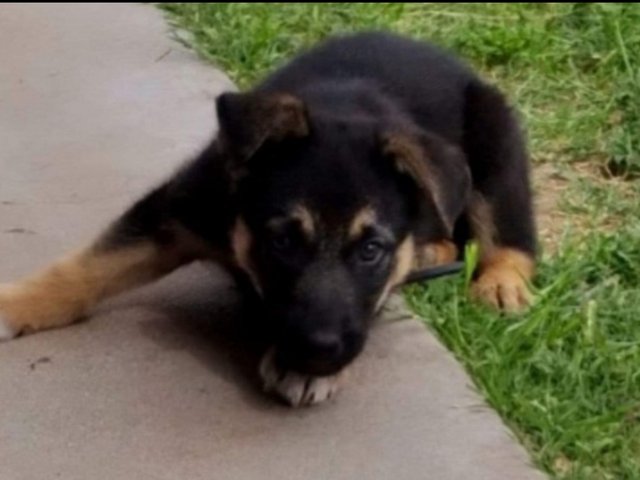 gsd.jpg