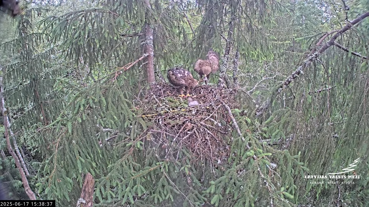 LVM mazais ērglis Lisiņa, egle2 – Lesser Spotted Eagle 12-17-17 screenshot