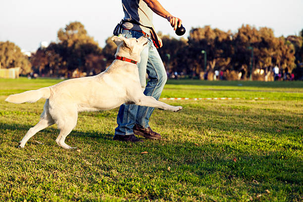 Best Dog Training Near Me